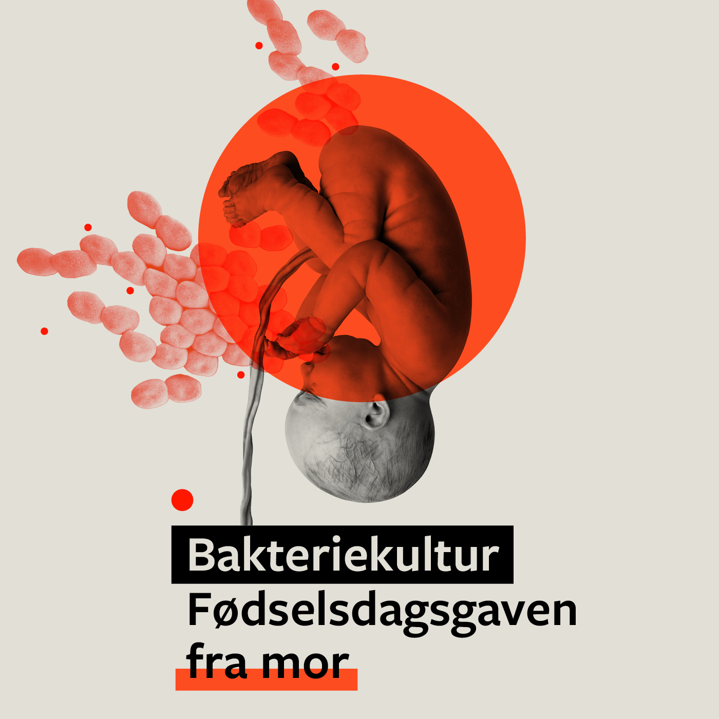 Bakteriekultur Vores Liv I Mikrobernes Verden Medicinsk Museion