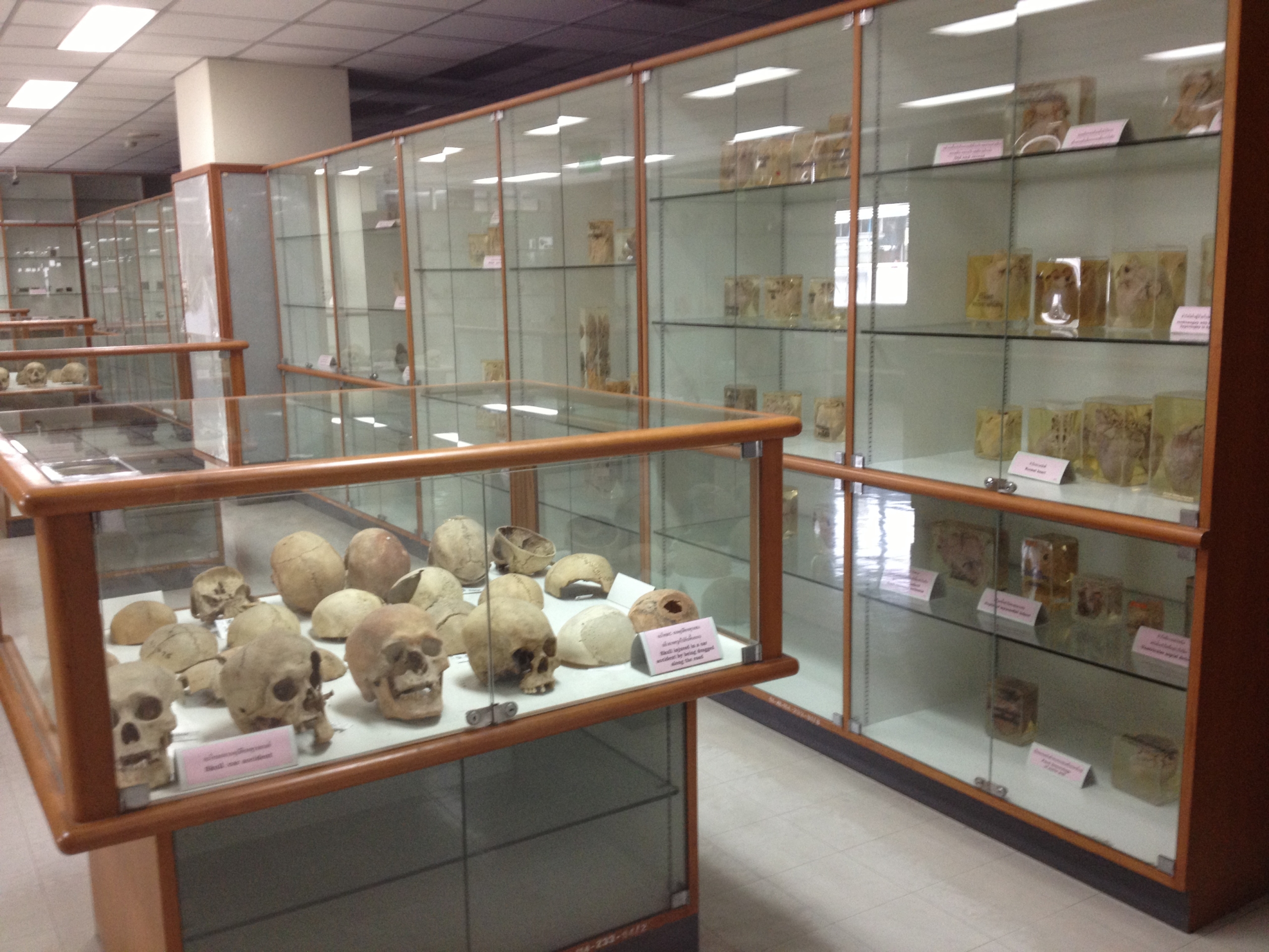 Hindre let Andragende Dødens Museum": Siriraj Medical Museum i Bangkok. Del 1. - Medicinsk Museion